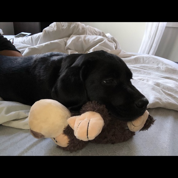 Meet your Posher, Serena - Picture 1 of 1